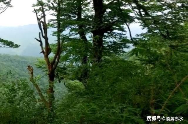 深海鱼救援